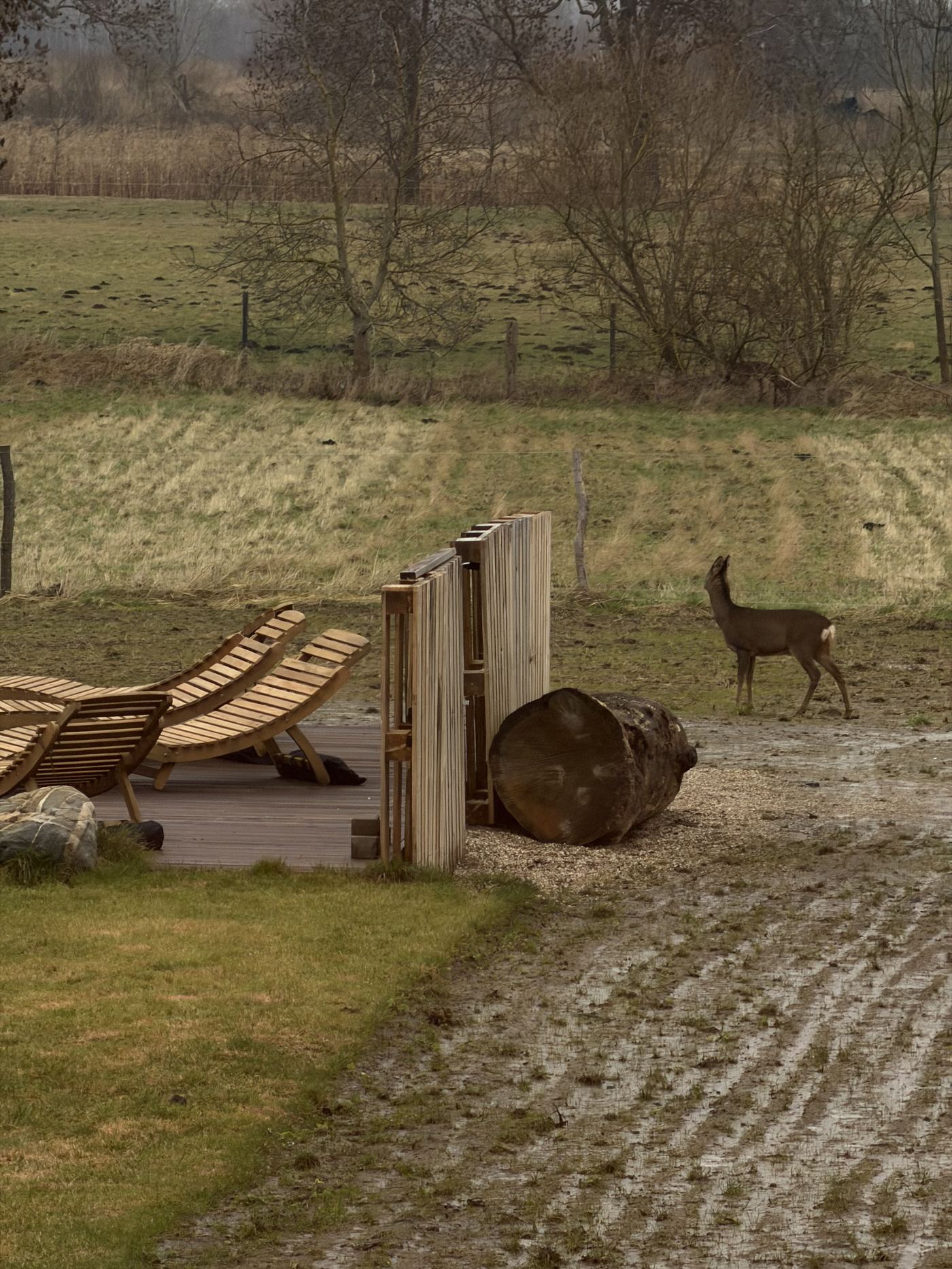 Reh an der Terrasse