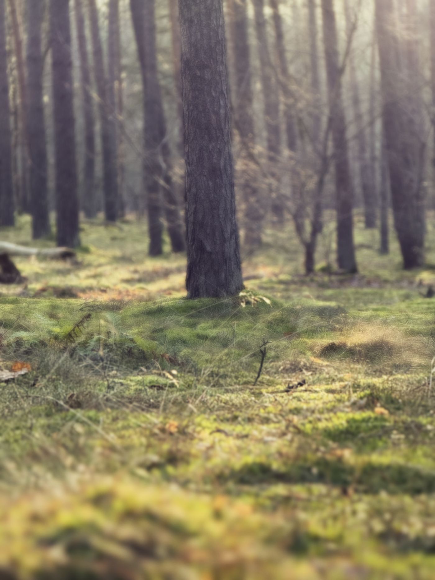 Waldboden mit Moos