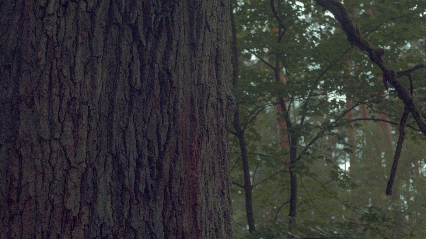 Waldstamm und Blätter