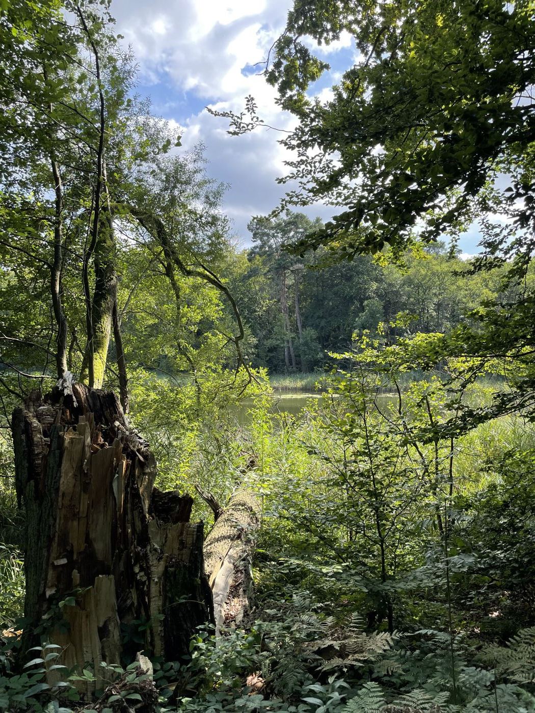Teich und Wald nahe Linum